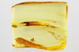 Detailed Fossil Spider and Scale Insect in Baltic Amber #372575-1